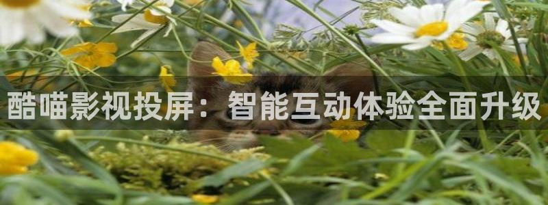 yy6080新视觉殇情影院：酷喵影视投屏：智能互动体验全面升级