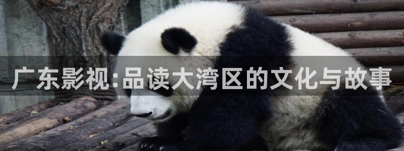 殇情影院6080：广东影视:品读大湾区的文化与故事